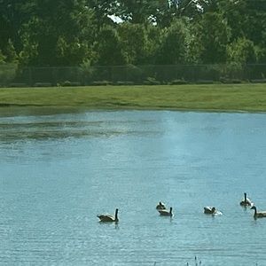 Meet your Posher, Morgan